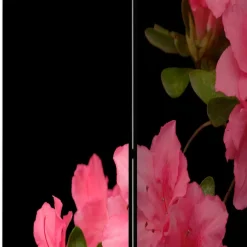 Pharao24 Fotodruck Paravent Marlyna><noscript><img width=